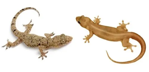 Lizard Control services in trichy | lizard Crystal Nano Solutions in trichy